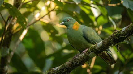 Obraz premium Sri Lankan green pigeon perched on a tree branch