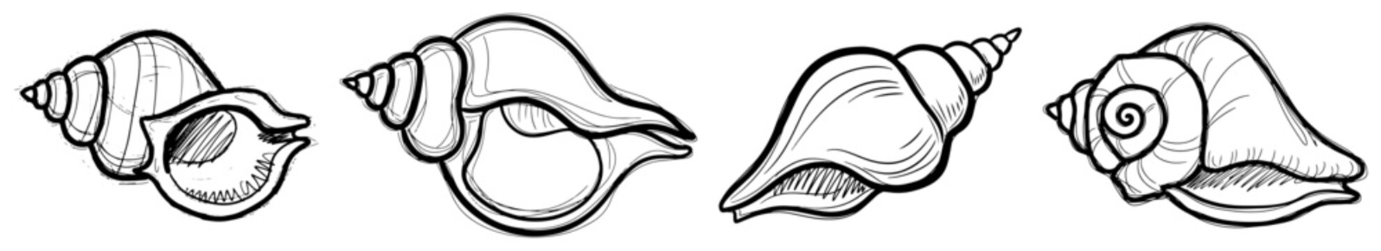 Seashells and conch collection for beach decor in hand drawn ink style