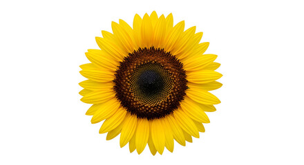 Fototapeta premium Bright yellow sunflower in full bloom against white background