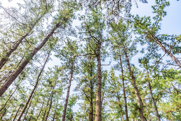 Fototapeta premium Kehi-no-Matsubara Pine Grove, Tsuruga City, Fukui Prefecture, Japan, National Place of Scenic Beauty