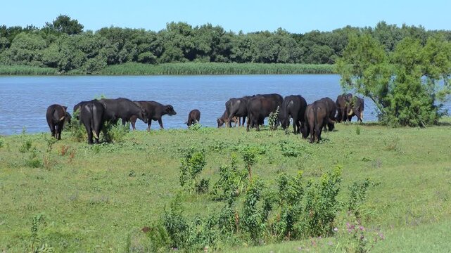A herd of Water Buffalo (Bubalus bubalis)  graze against the backdrop of a wide river.