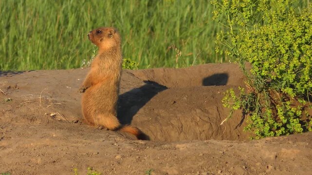A Steppe Marmot (Marmota bobak) stands upright next to its burrow in profile, close-up shot.