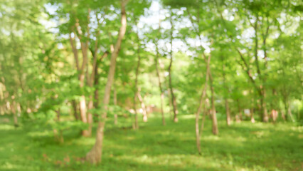 Fototapeta premium 爽やかなグリーンの背景素材
