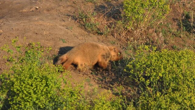 The Steppe Marmot (Marmota bobak) moves from one clump of grass to another in order to find suitable food for itself, medium shot.