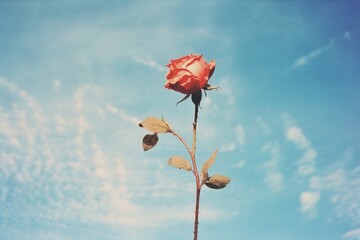 Fototapeta premium Rose with blue sky outdoors nature flower.