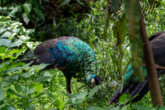 Iridescent peacock bird feeding in natural forest habitat