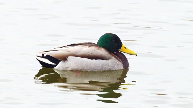 Wildlife - Birds. The mallard duck, the largest surface duck, lives in stagnant or slow flowing fresh and brackish waters. They feed on plants formed in the water and their seeds.