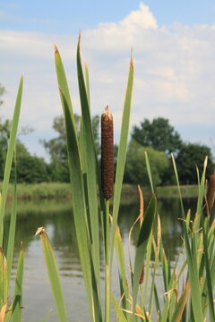 reeds in the wind