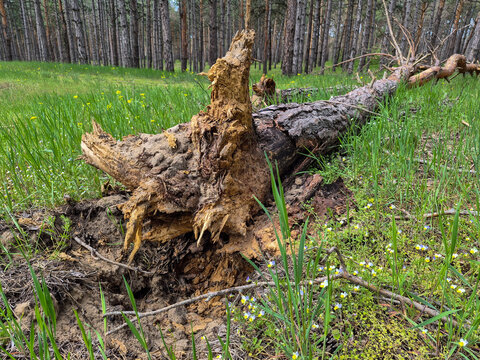 A tree felled by a strong wind in a pine forest with damaged branches and beautiful bark on a summer day, view from the roots. High quality photo