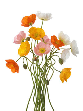 Vibrant bouquet of colorful wild poppies with long intertwining stems on a transparent background
