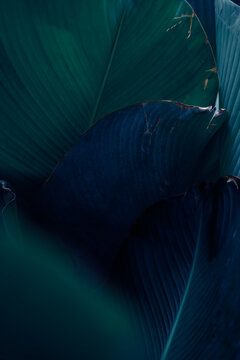 Dark tropical leaves texture with deep teal and moody navy blue tones