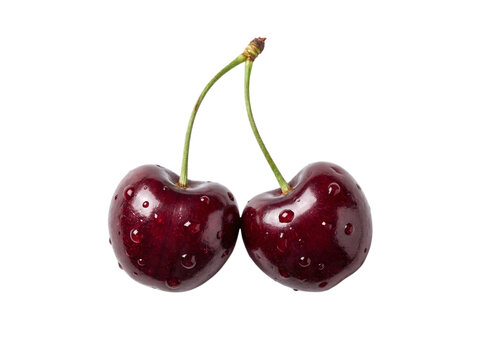 Two fresh dark red cherries with stems and water drops on a transparent background