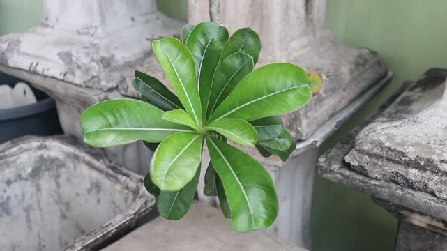 Japanese frangipani leaves in the garden