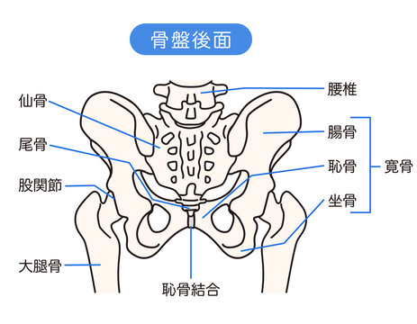 骨盤の後面