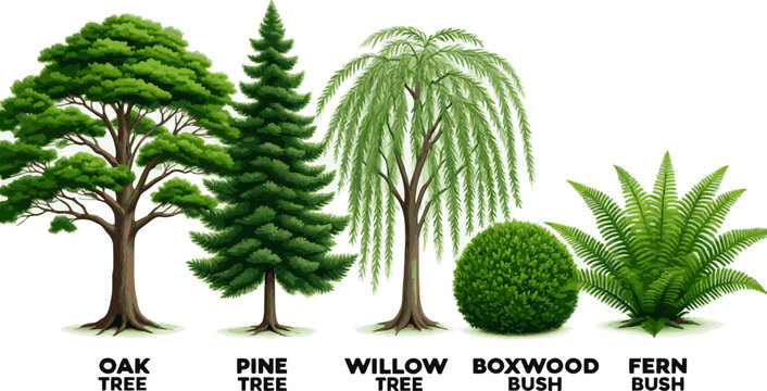 Create a realistic kinds of deferent Trees and bushes in elevation view for use in architectural drawings vector art with white background.