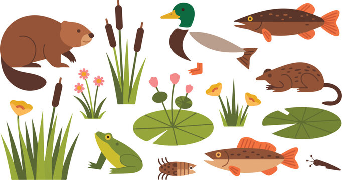 Clean hand drawn style vector set of serene wetland habitat showing beaver duck trout frog dragonfly and marsh plants in natural arrangement