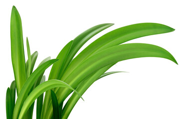 Obraz premium Vibrant Green Lily Leaves Isolated on White Background