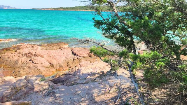Horizontal reveal starting on a coastal juniper and moving toward the turquoise sea and red rocks in Porto Istana under clear sky natural Mediterranean landscape