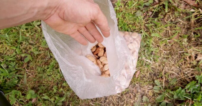 Farmer showing handful of dry fava beans for sowing