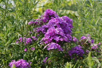 Joli bouquet de fleurs Phlox  paniculé Flame Purple Eye © NebulaPhotographies