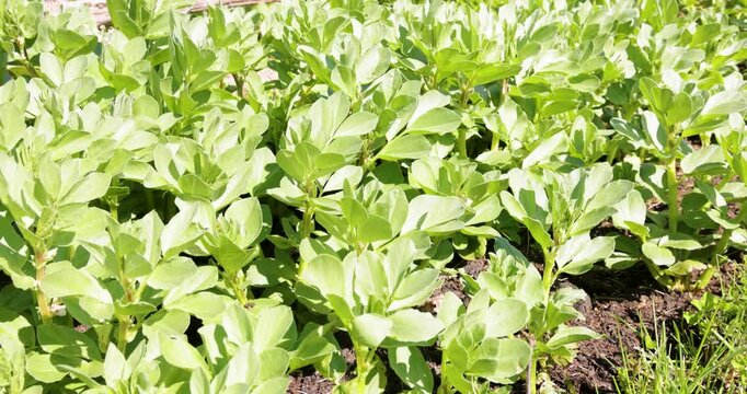 Young fava bean plants growing in garden soil