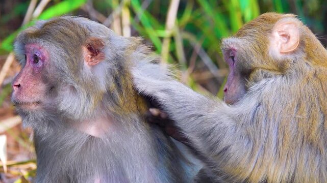 Touching and gentle care, grooming. A pair of Rhesus monkeys are looking for and killing fleas from each other, females eat the insects, the food is not wasted