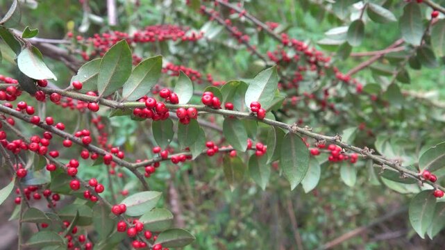 Ilex verticillata, the winterbery with fruits. Subtropical rain forests of Hong Kong Island