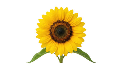 Fototapeta premium Vibrant yellow sunflower with green leaves against a white background