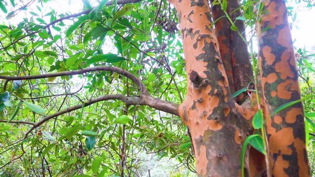 Dendrology. The causes of peeling bark are rapid growth and an increase in the thickness of the tree. Probably a sycamore tree tropical region