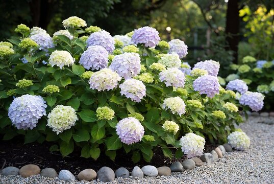 A large hydrangea bush with pink and white flowers is in a garden setting.