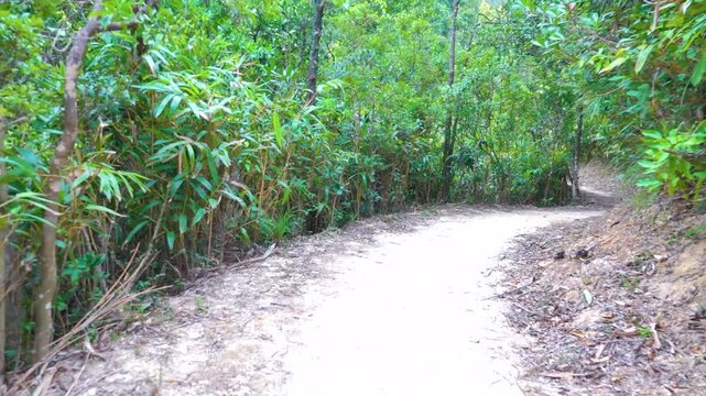 Subtropical rain forests of Hong Kong Island in monsoon season, South China Sea, Victoria Bay. Abundance of ferns, lianas and epiphytes, Lush deciduous and evergreen forests. Ecological trail