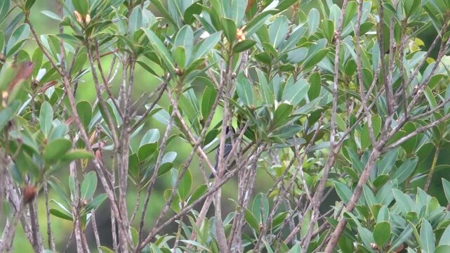Systematics and taxonomy. Parus cinereus ring species, like hainanus subspecies in evergreen (laurel) subtropical forests of Hong Kong Island. Important species for understanding speciation in birds