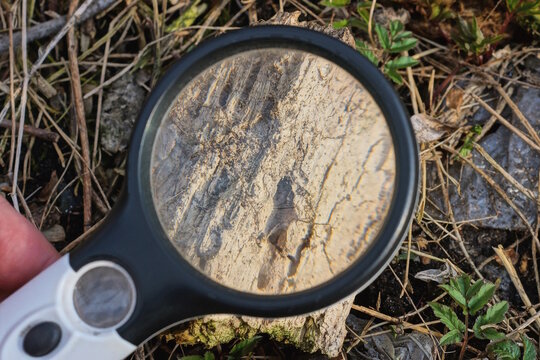 black magnifying glass in hand magnifies part of an old brown wooden rotten board