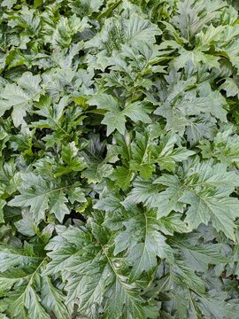 Fondo con textura con vista de cerca de hojas y ramas de acanto (Acanthus mollis), en jard&iacute;n de parque p&uacute;blico