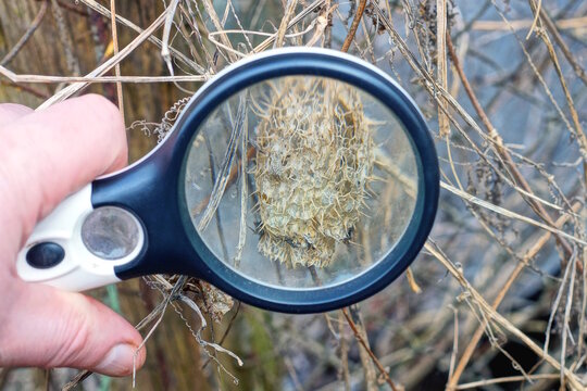 A single black magnifying glass in hand magnifies a gray dry plant on a summer daytime street in nature