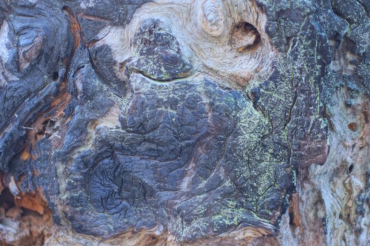 gray black texture of a charred wooden board