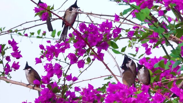 Red-whiskered bulbul (Pycnonotus jocosus). Birds on a wonderful lilac background of blooming bougainvilleas. Hong Kong Island