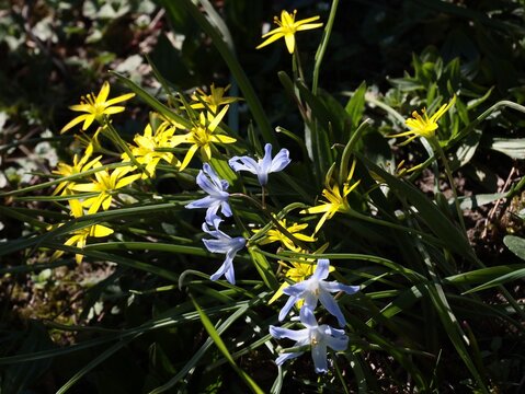 small yellow flowers of Gagea lutea plant at spring