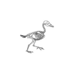 An illustration of a bird skeleton walking on a plain background © Mic