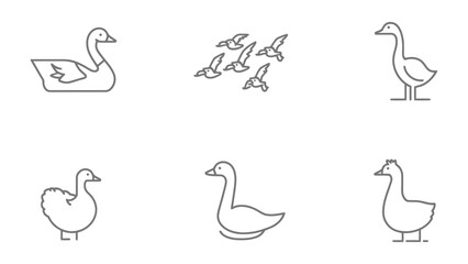 Goose Icons: A series of clean, minimalist line drawings showcasing geese in various poses, perfect for design assets. © abidakhatun