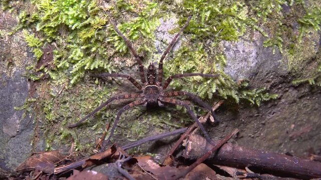 Giant crab spider (Heteropoda maxima-venatoria) in the humid tropical forests of Hong Kong Island. It is one of the largest spider in the world in terms of body and limbs length .