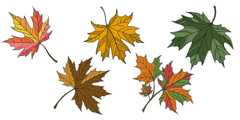 Fototapeta premium Hand-drawn illustration set of maple leaves in autumn colors. Detailed botanical composition maple leaves in different shapes and angles, highlighting natural textures 