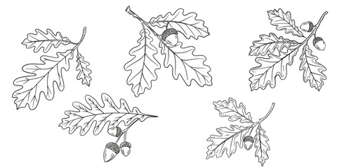 Fototapeta premium Hand-drawn outline illustration set of oak leaves and acorns in black and white line art. Clean and simple oak leaves and acorns with clear contours, kids coloring pages and creative activities