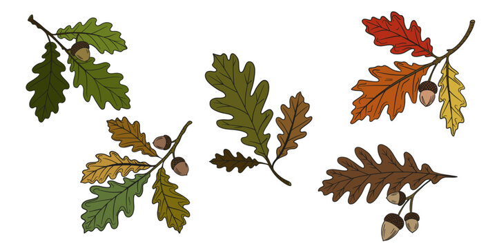 Hand-drawn illustration set of oak leaves with acorns in autumn colors. Detailed botanical composition various oak leaves and acorns in different shapes and arrangements