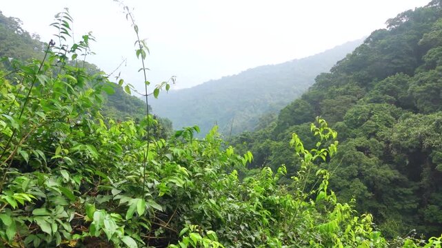Subtropical rain forests of Hong Kong Island in monsoon season, South China Sea, Victoria Bay. Abundance of ferns, lianas and epiphytes, Lush deciduous and evergreen forests of oak and laurel