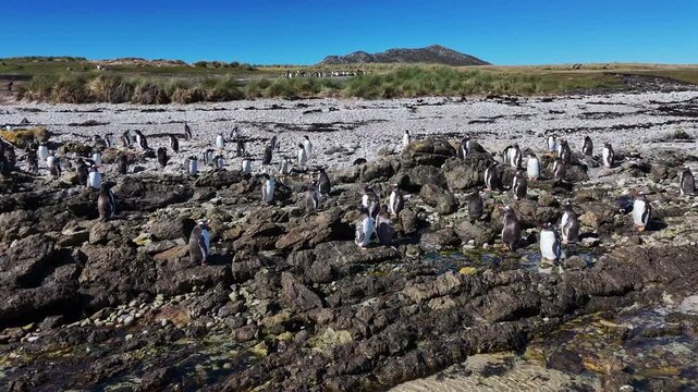 Aerial view of gentoo penguin colony resting on rocky beach near Stanley Falkland Islands, revealing drone footage