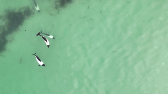 Aerial shot of commerson dolphins swimming in coastal waters near Falkland Islands, downward angle aerial footage.