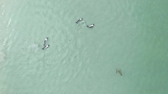 Drone shot of commerson dolphins surfacing and diving in coastal waters, vertical aerial video