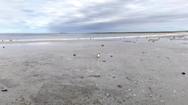 Drone footage of gentoo penguin colony entering ocean near Falkland Islands shoreline, wide rotating aerial footage.