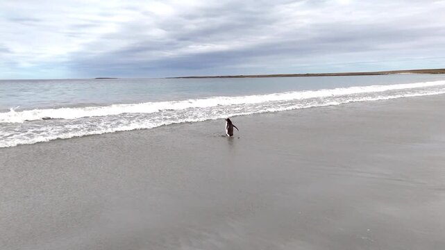 Aerial footage of gentoo penguin colony entering ocean near Falkland Islands shoreline, tracking drone footage.